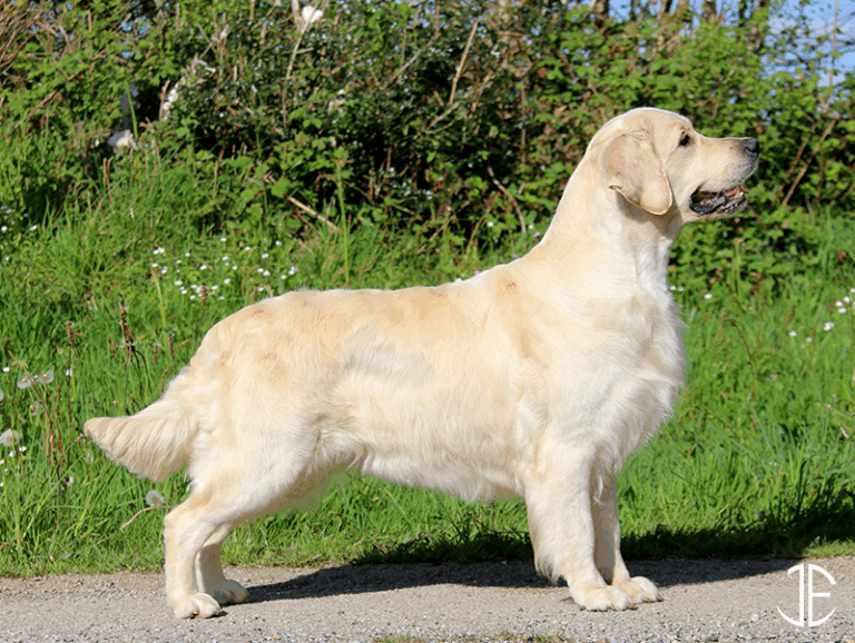 les-jardins-epona-elevage-golden-finistere-femelles-miranda