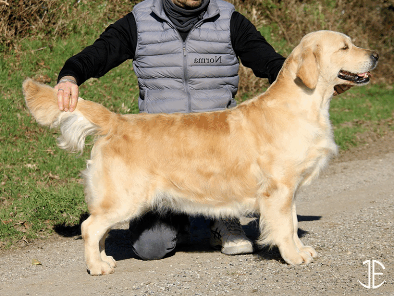 les-jardins-epona-elevage-golden-finistere-femelles-norma