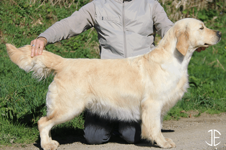 les-jardins-epona-elevage-golden-finistere-femelles-six-sous